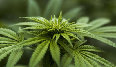  Σουηδικό επενδυτικό πλάνο €15-20 εκατ. στην Ελλάδα για ιατρική κάνναβη